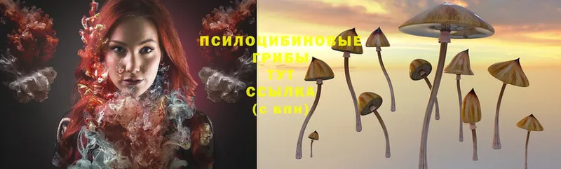 Псилоцибиновые грибы Psilocybe  Волхов 