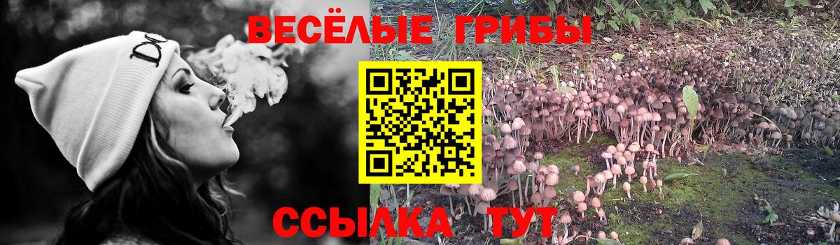 Псилоцибиновые грибы MAGIC MUSHROOMS  купить закладку  Волхов  Вход с VPN  Галлюциногенные грибы мицелий 